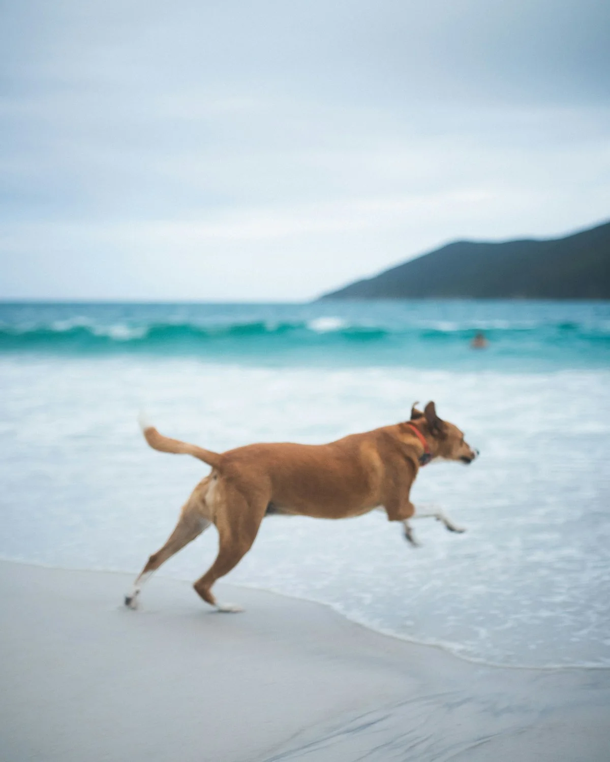 Cachorro correndo na areia da praia